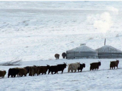 Хөдөө эмээгийндээ ирээд сар гаруй болсон хотын хүү малд яваад сураггүй алга болжээ