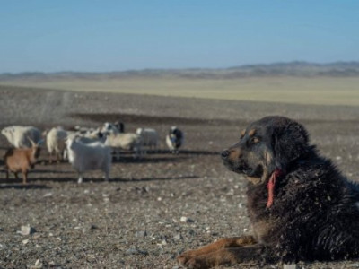 Нүүдэлчин соёлыг хамгаалагч Монгол банхар 