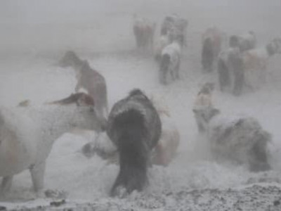 Өвөрхангай аймагт малд яваад сураггүй болсон малчдыг эрэн хайх ажиллагаа үргэлжилж байна