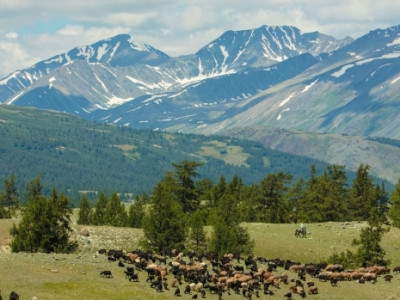 Цар тахал ба Монголын аялал жуулчлал