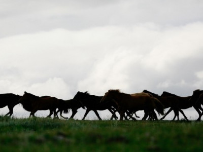 Мал аж ахуйн бүтээгдэхүүн “амь оров”
