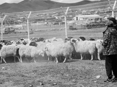 Хаврын ядаргаагаа тайлах “шинэ шөл” хашаанд хориотой байна 