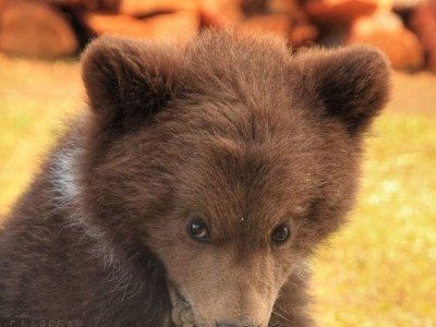 Гурван сартай бамбарууш айлын хотонд иржээ