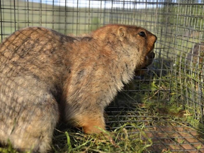 Тарвага агнахыг гурван жилийн хугацаатай хорилоо 