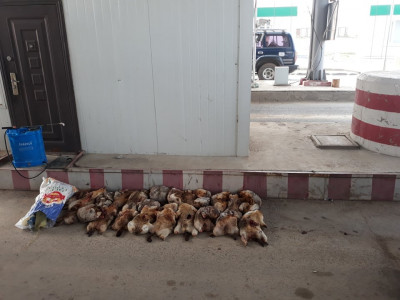 Жолооч нарын анхааралд: 24 ширхэг тарвага тээвэрлэн нэвтрэх гэсэн үйлдлийг илрүүлжээ 