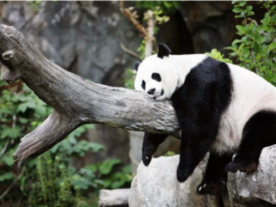Панданы хүрээлэнгээс хийсэн сонирхолтой сурвалжилга