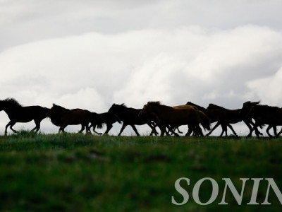 Үндэсний морин уралдаанаа хуульчлан хамгаалъя 