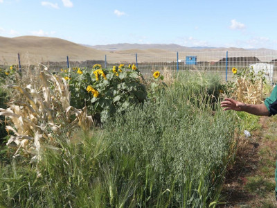 Малын гаралтай хаягдлыг дахин боловсруулж, органик бордоо үйлдвэрлэж байна 