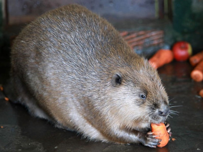 Улаанбаатар хот дахь минж үржүүлгийн газрын долоон минж COVID-19-ийн халдвар авсан нь батлагджээ 