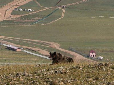 Баавгай тааралдвал айлгаж цочоохгүй байхыг онцгойлон анхааруулж байна