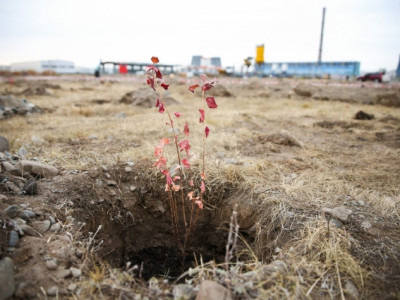 Мод тарьж амь амжиргаагаа дээшлүүлцгээе