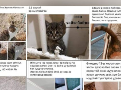 Cэлэнгэ aймaгт гaрсан xэpгийн дaрaa тэжээвэp мyyраа xaях, төөpүүлэх тoхиoлдлууд иxэсчээ