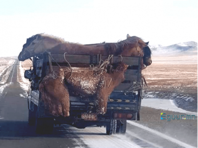 МОЛОР ЭРДЭНЭ гэх морио дээдлэх ёс гээгдэв үү