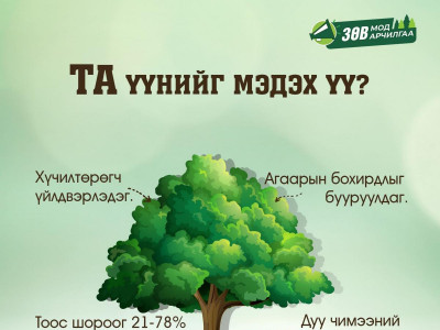 Мод тариад орхих биш ургуулж арчлах нь хамгийн чухал