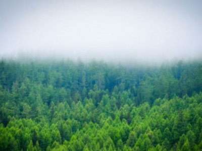 Самарт явж байсан иргэн модноос унаж, ухаангүй байдалтай байгаа гэх дуудлага иржээ 