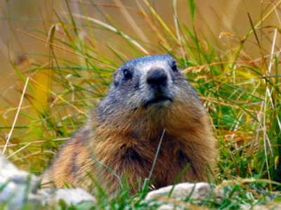 Нарны хороололд бүртгэгдсэн тарваган тахал өвчний сэжигтэй тохиолдлын онош үгүйсгэгдсэн 