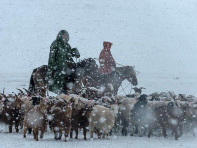 Улсын хэмжээнд 3 сая мал хорогджээ