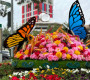 Улаанбаатар хотод 15 төрлийн 1,2 сая цэцэг суулгажээ