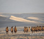“Gobi challenge-2020” олон өдрийн тэмээн аялал үзэгчдийн хүртээл болно
